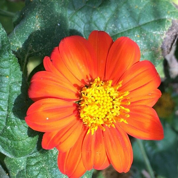 Tithonia rotundifolia Cvet