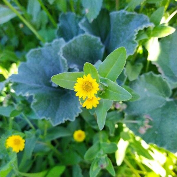 Calendula arvensis Blomst