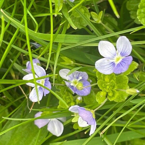 Veronica filiformis Flor