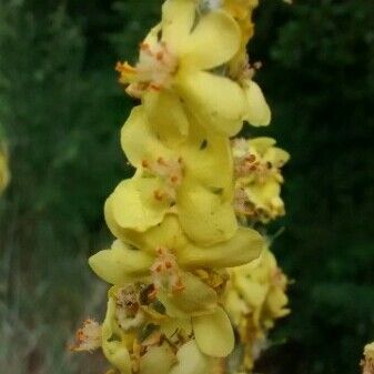 Verbascum pulverulentum Flower