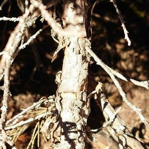 Juniperus phoenicea Bark