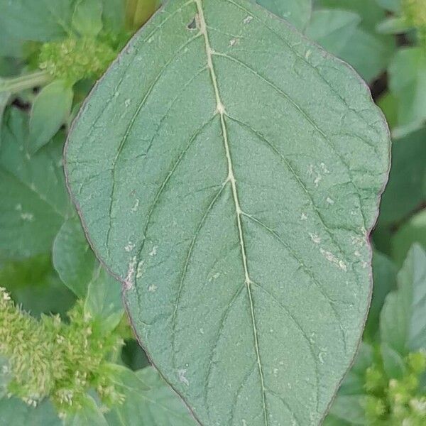 Amaranthus retroflexus পাতা