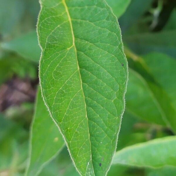 Lysimachia vulgaris Leaf