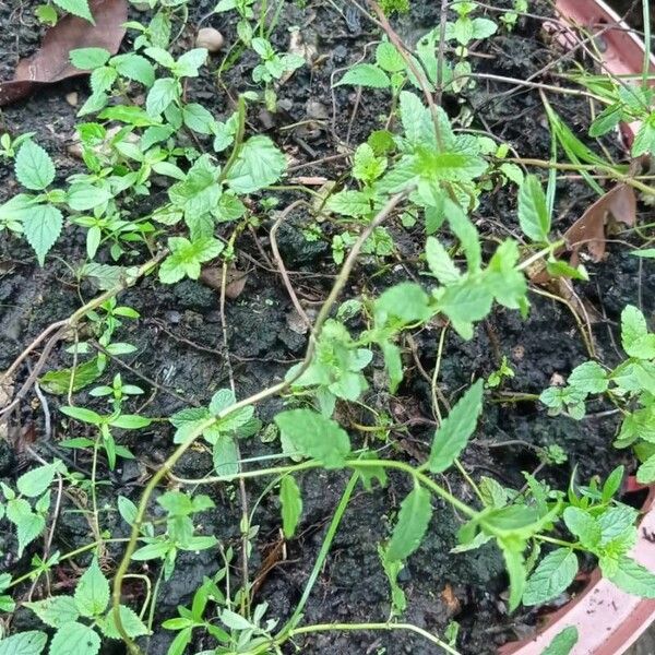 Mentha spicata 葉