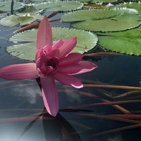 Nymphaea rubra പുഷ്പം