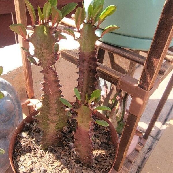 Euphorbia trigona Leaf