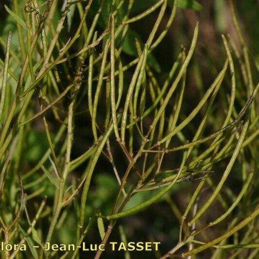 Sisymbrium strictissimum Фрукт