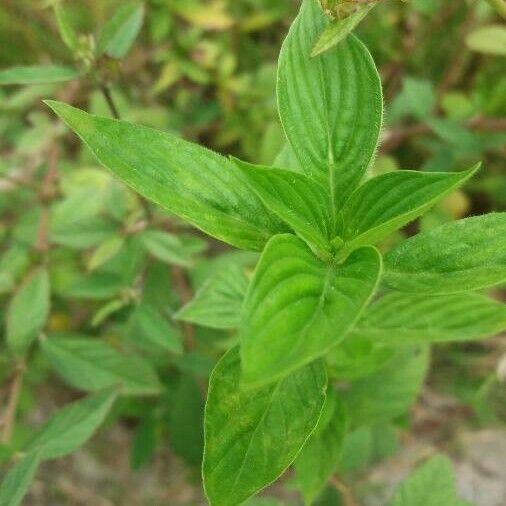 Sida rhombifolia Folha