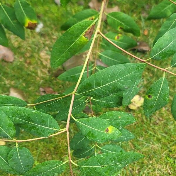 Apocynum cannabinum Lapas