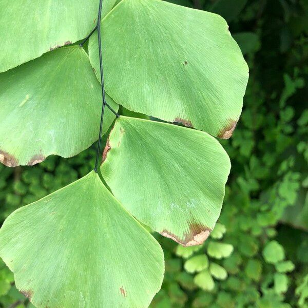 Adiantum peruvianum Leaf