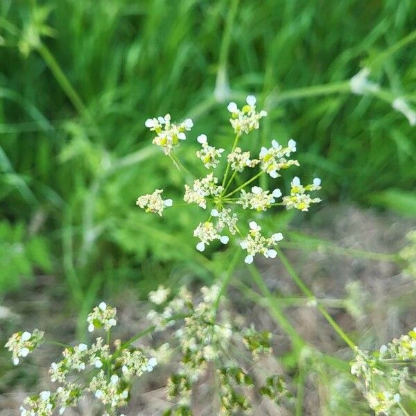 Chaerophyllum aureum Flor