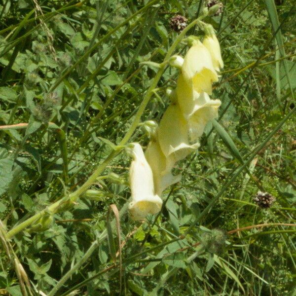 Digitalis grandiflora ফুল