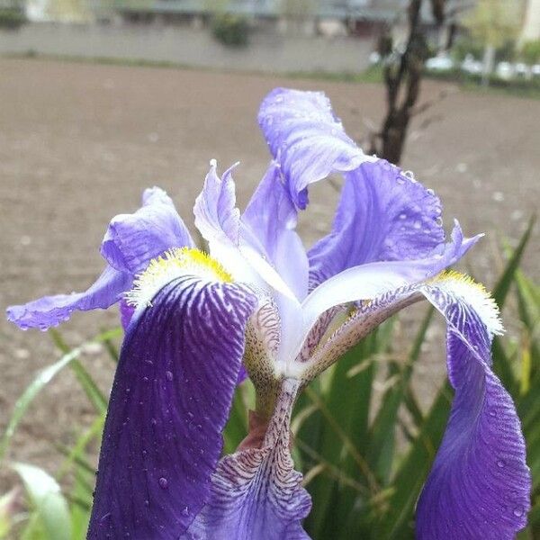 Iris × germanica Flor