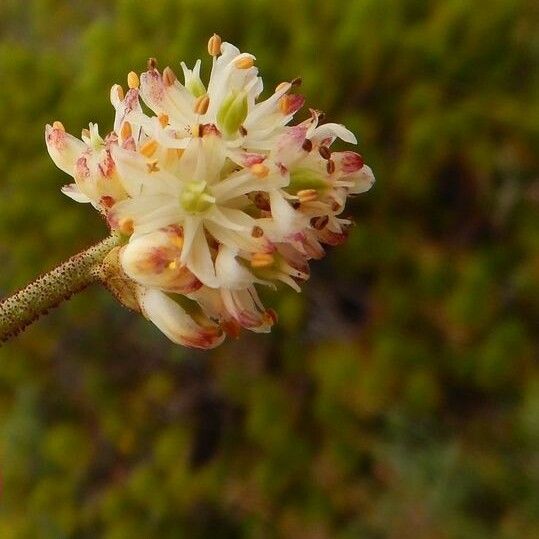 Triantha glutinosa Flor