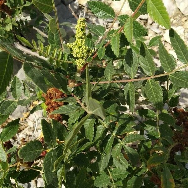 Rhus coriaria Λουλούδι