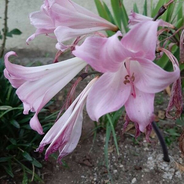 Amaryllis belladonna Цвят