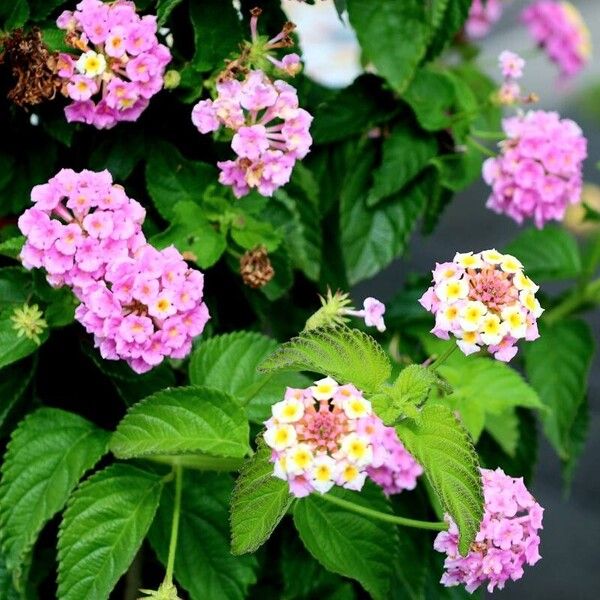 Lantana camara Flor