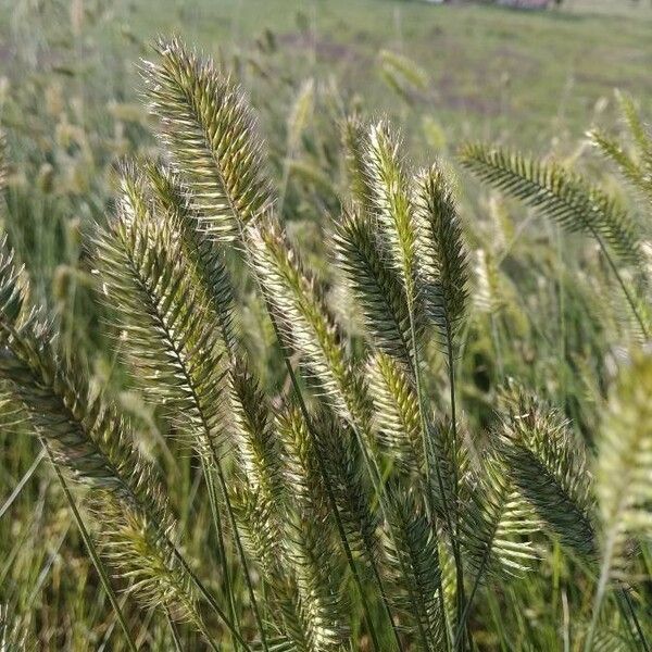 Agropyron cristatum Blomst