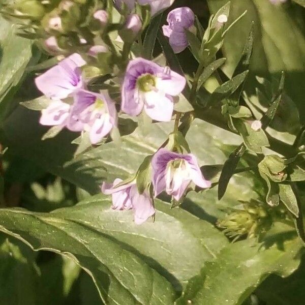 Veronica catenata फूल