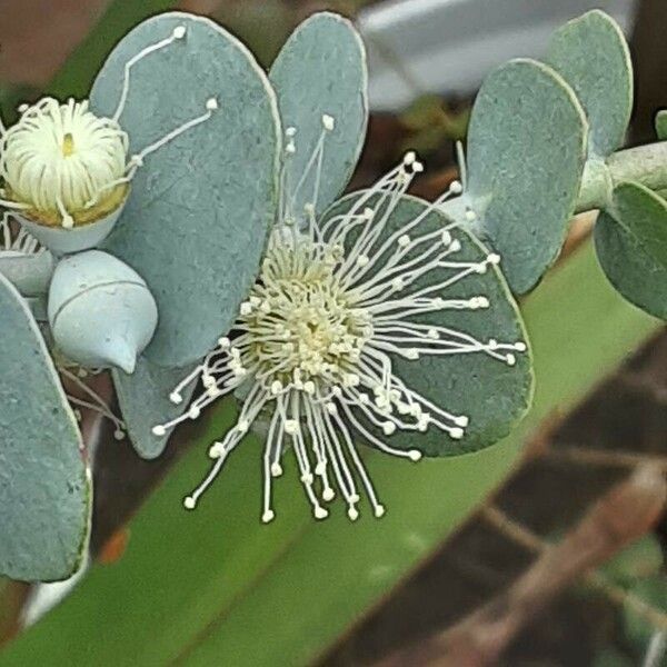 Eucalyptus gunnii ফুল