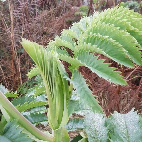 Melianthus major Leaf