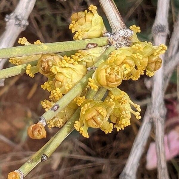 Ephedra viridis 花