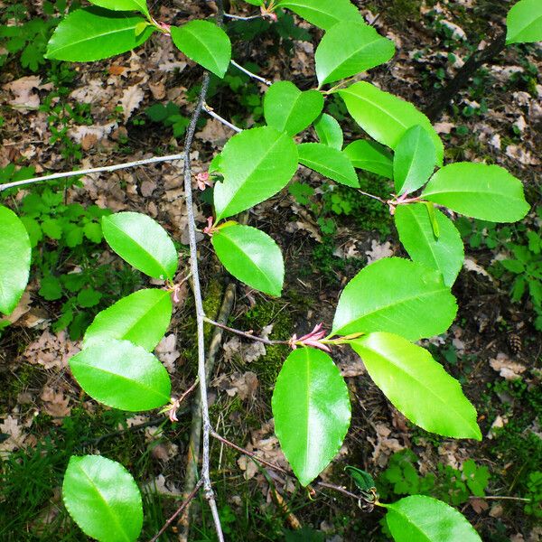 Prunus serotina Leaf