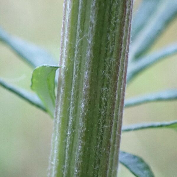 Artemisia vulgaris Bark