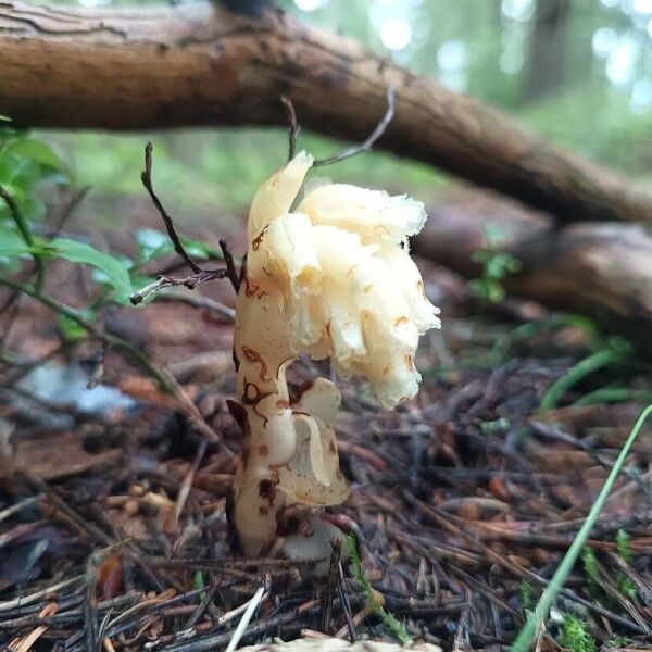 Monotropa hypopitys Blüte