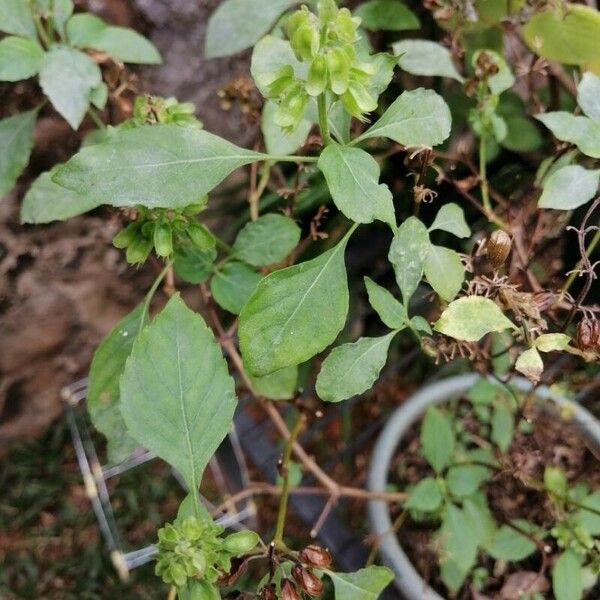 Ocimum campechianum 叶