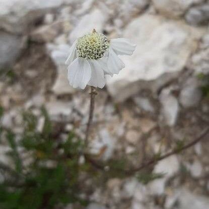 Achillea barrelieri फूल