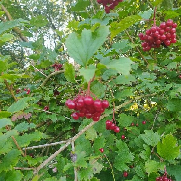 Viburnum opulus Frukt