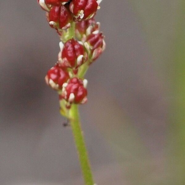 Triantha glutinosa Frucht