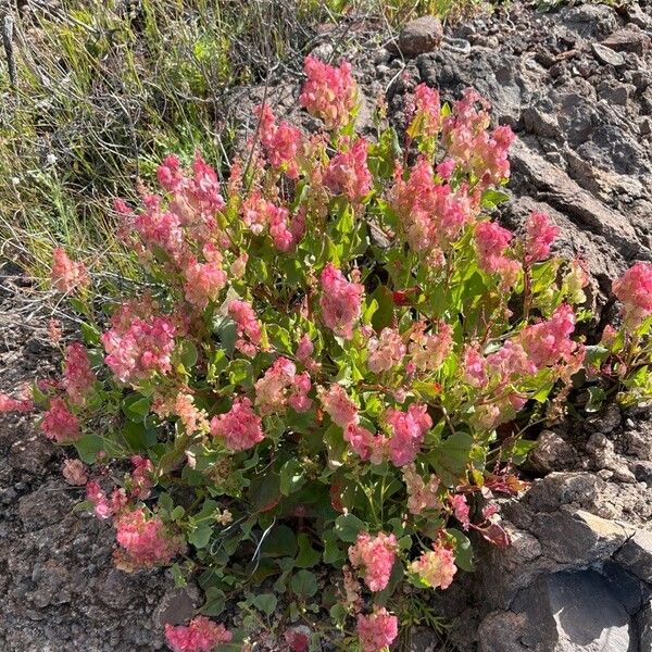 Rumex vesicarius Leht