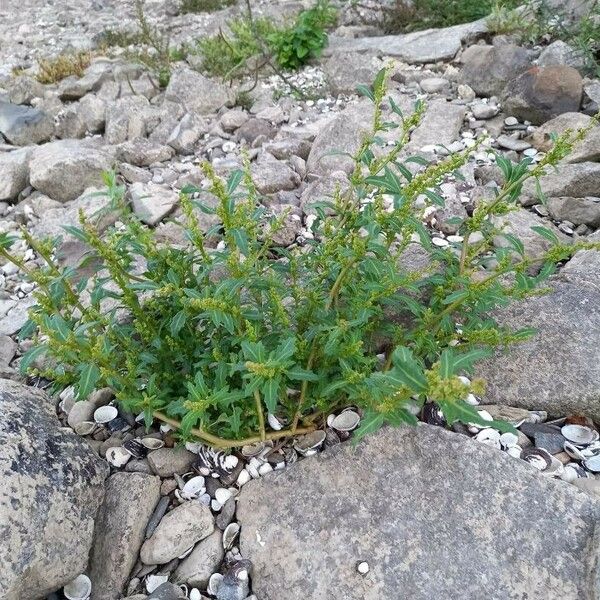 Oxybasis glauca Buveinė