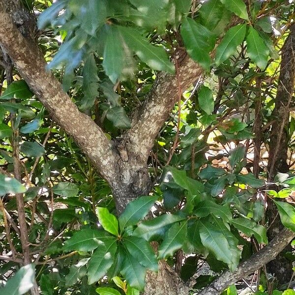 Myrica faya बार्क (छाल)