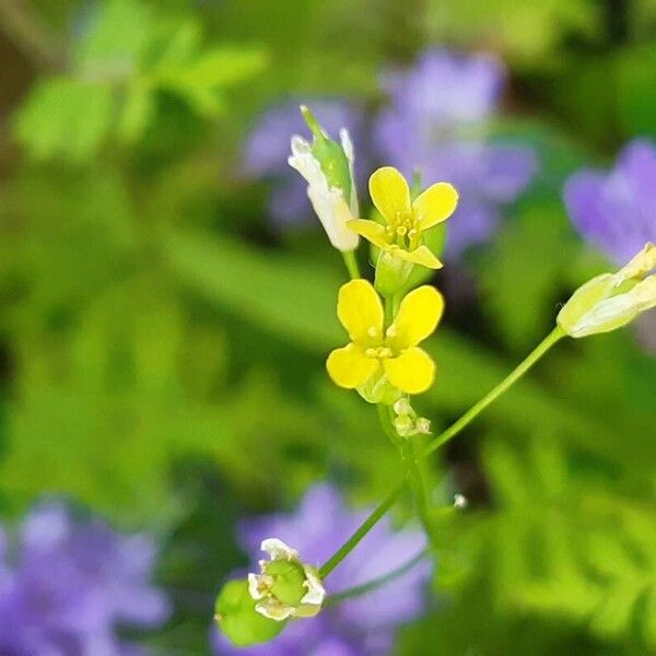 Camelina sativa Цвят