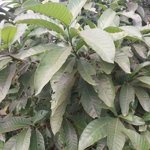 Blumea balsamifera List