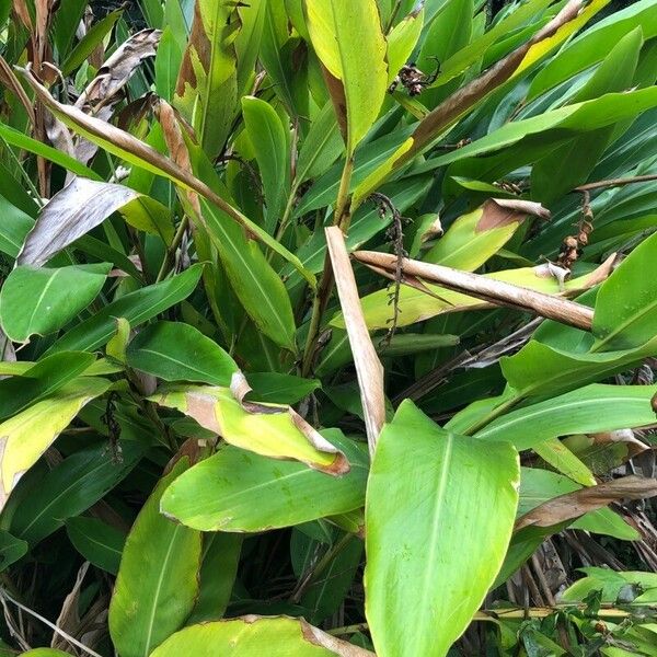 Alpinia zerumbet Leaf