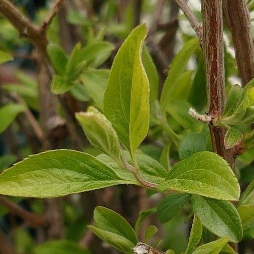 Spiraea cantoniensis পাতা