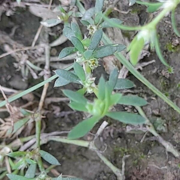 Paronychia arabica Flower