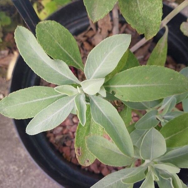 Salvia apiana Leaf