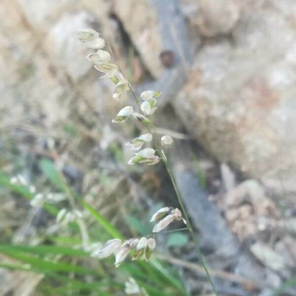 Melica minuta Flower