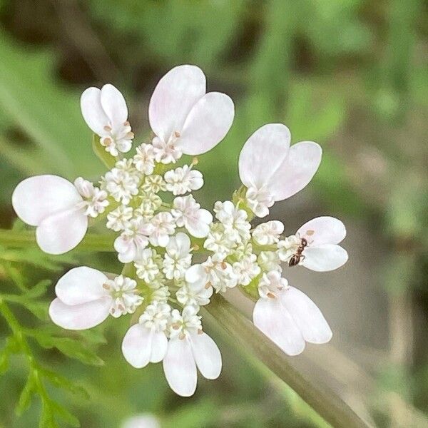 Caucalis platycarpos ফুল