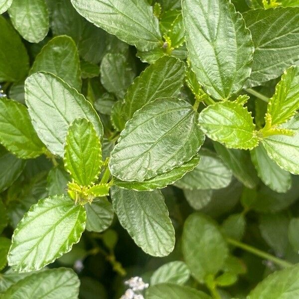 Ceanothus thyrsiflorus पत्ता