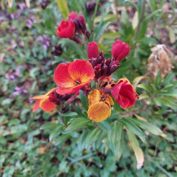 Erysimum × cheiri Flor