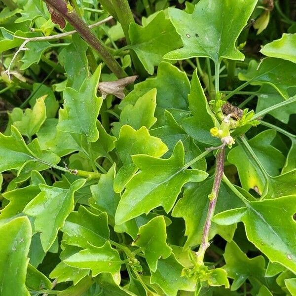 Senecio angulatus Lapas