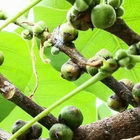 Ficus religiosa Fruit