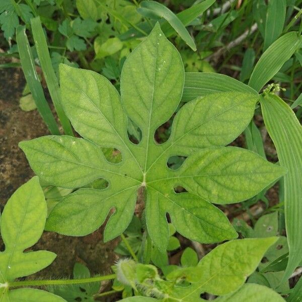 Ipomoea pes-tigridis Лист