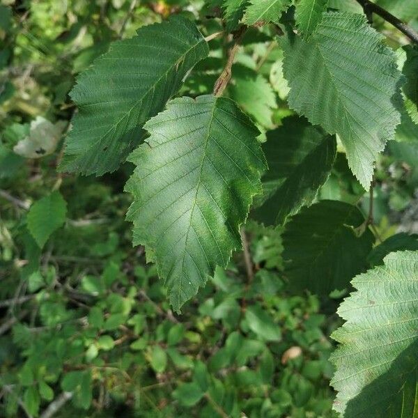 Alnus incana Blad